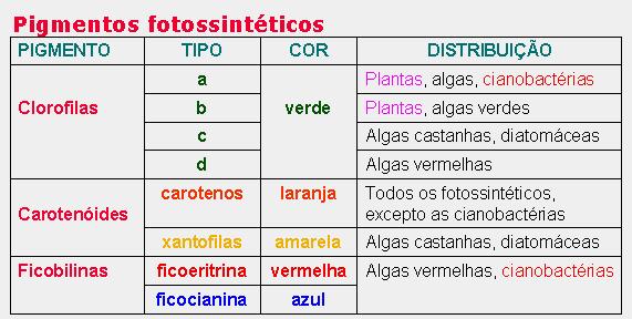 Pigmentos dos organismos fotossintetizadores (clorofilas e pigmentos