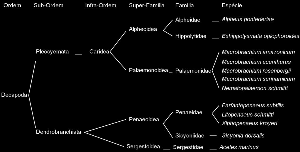 Anexo1 - Organograma de algumas espécies da Sub-Ordem