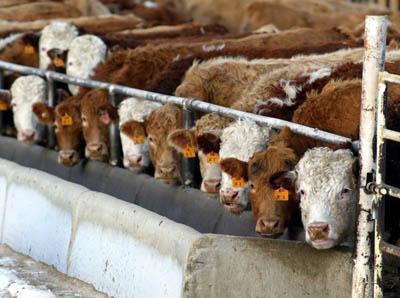 Hoje em dia a maior parte da produção de carne de bovino é feita em sistemas intensivos que procuram maximizar os crescimentos dos animais ao mesmo tempo que pretendem uma