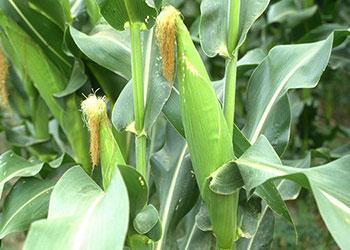 da colheita, a composição química da silagem de milho varia