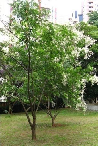 Introdução Os preços em reais dos produtos florestais in natura e semi-processados oriundos de florestas plantadas apresentaram poucas variações no mercado interno do Estado de São Paulo no mês de