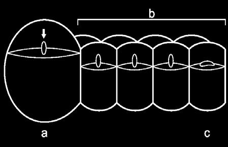 Introdução Figura 2. Representação gráfica em vista lateral das etapas do ciclo de vida de uma abelha sem ferrão. Desenho: Silvia Cordeiro (VENTURIERI, 2008). processo constante e cíclico.