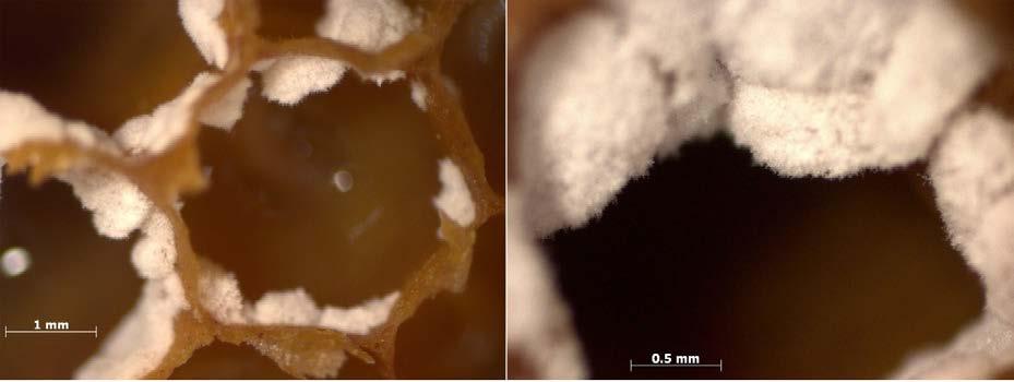 Introdução 1.8.2 Ocorrência natural de fungos nas células de cria de T. clavipes Amostras do mel de T.