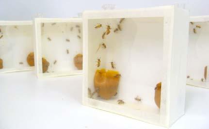 operárias jovens em caixas usadas para coleções entomológicas e foram mantidas assim em estufa