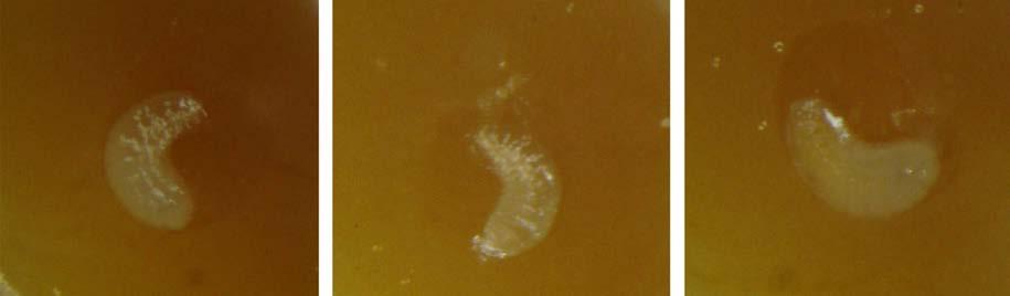Resultados Figura 25: Larvas de T. clavipes mortas, após ingerirem alimento de Scaptotrigona bipunctata. 4.