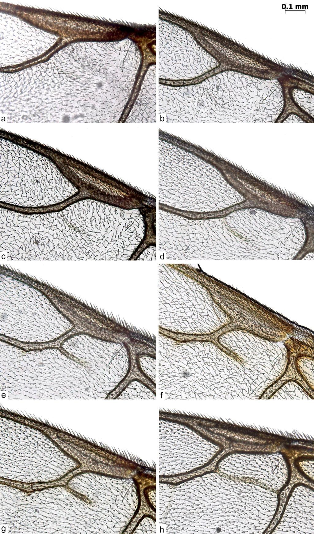 Resultados Figura 33: Microfotografias das asas de T. clavipes.
