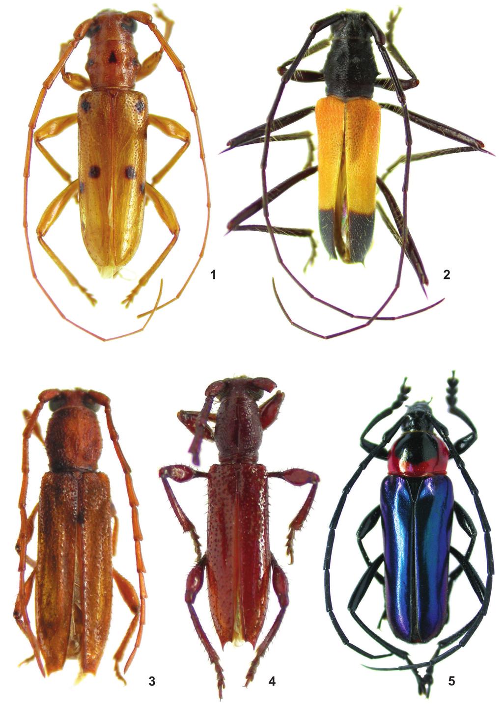 Papéis Avulsos de Zoologia, 50(38), 2010 591 Figuras 1 5: 1. Paraliostola nigramacula sp. nov., holótipo macho, comprimento 11,9 mm; 2. Simplexeburia divisa sp. nov., holótipo macho, comprimento 11,0; 3.