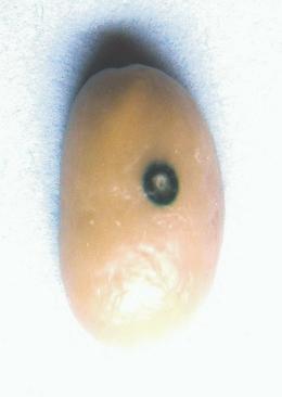 de coloração avermelhada (França Neto et al., 1998). As sementes da classe 4 apresentaram endosperma de coloração clara, mas sem embrião visível.