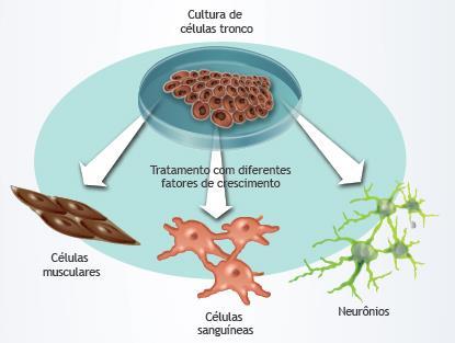 apoptose, defesa!