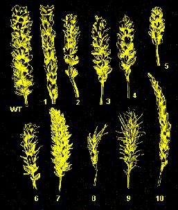 vegetais Mutantes de trigo