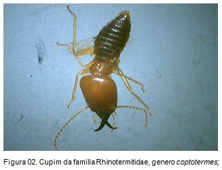 armadilhas, sendo recomendado um novo teste com um tempo maior de dias de campo e novos tipos de armadilhas (como outro material no lugar do papel toalha). REFERÊNCIAS ALME