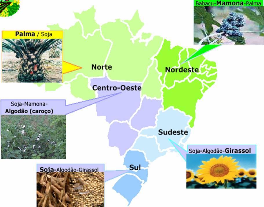 Faz sentindo um programa público de biodiesel?