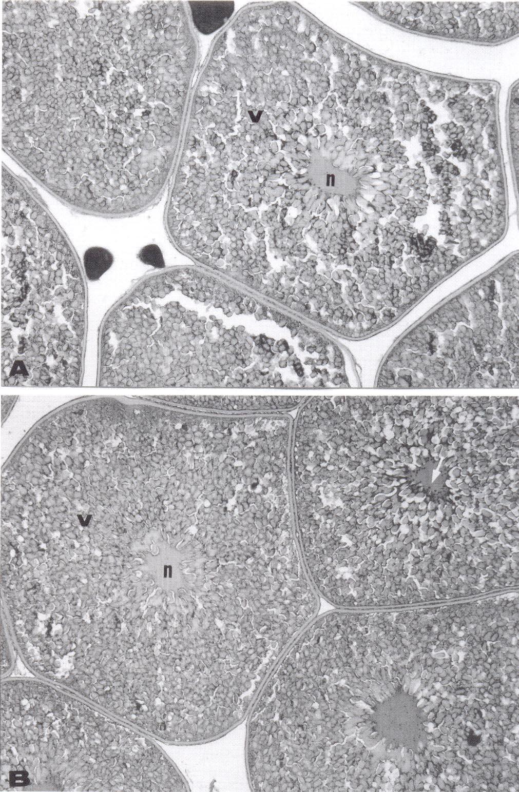 1108 Camargo et al. Figura 2 - Fotomicrografias de ovários de matrinxã.