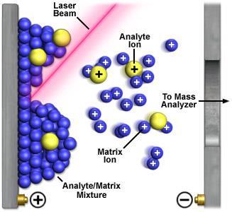 MALDI Analito depositado numa matriz orgânica, que possui absorção intensa no do laser ( = 337 nm para laser de N 2 ); Dessorção por um laser pulsado (ns) de alta intensidade; Matrizes