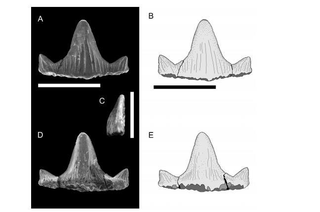 Figura 4 - Imagem adaptada de Pinheiro et al. (2013) que evidência as ornamentações presentes nos dentes fósseis de P. marki.