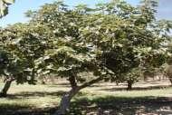*Ficus racemosa L.