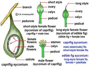 Flores: Existem 3 tipos de flores: a) Pistiladas (femininas) com estilo