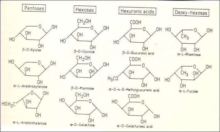 Polioses ou Hemiceluloses - Diferem da celulose porque compreendem moléculas muito mais curtas e apresentam vários açúcares em sua constituição - O grau de polimerização das hemiceluloses é