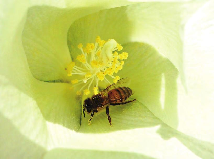 Foto 5: Apis mellifera (Abelha africanizada)