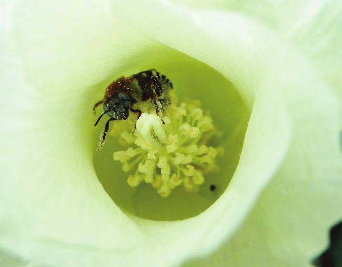 Foto 6: Ptilothix plumata (abelha silvestre)