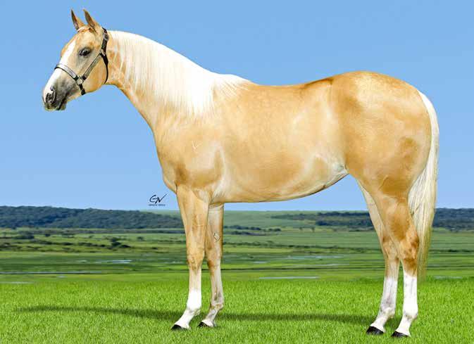 40 Miss Double Eternaly Star Best Gold 41 FÊMEA 30/10/2015 BAIO VENDEDOR: HARAS JUCA JOAQUIM FÊMEA 14/04/2014 BAIO AMARILHO VENDEDOR: HARAS BOM JARDIM ETERNALY FLYNG RRV ETERNALY HOT WCF THE BEST