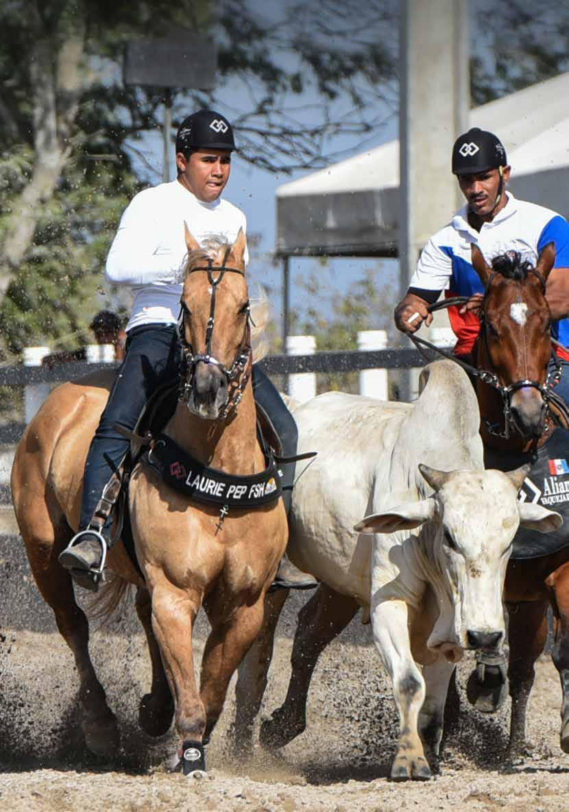 Embrião efetivado 200 Shady For Sucess 01 EFETIVADO 08/09/2016 VENDEDOR: GRUPO ALIANÇA MACHO 22/09/2014 BAIO VENDEDOR: FAZENDA HORIZONTE POCO LEO MF VICTORY