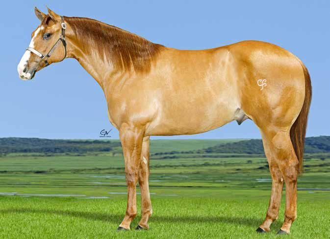 CARDENAL OPALA SKR SHADY APOLO BARS MISS TONTA LEO POCO SAN BAR RANDY S MIS SNIP ROYAL QUICK DASH SPECIAL COVERAGE SIGNED TO FLY MISS EASY SIX POTRO FUTURO TRABALHO 2018/ VAQUEJADA 2019 POCO LEO MF: