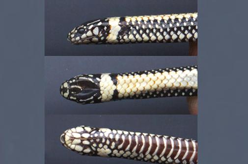 141 Snake assemblage of Itirapina Figure 25. Phalotris multipunctatus (preserved specimen). Figura 25. Phalotris multipunctatus (espécime fixado). Figure 26. Philodryas aestiva. Figura 26.