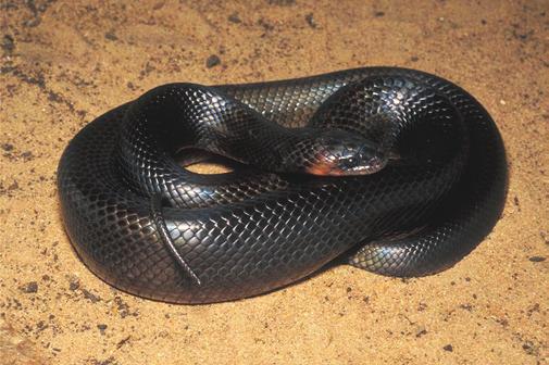 143 Snake assemblage of Itirapina Figure 32. Rhachidelus brazili. Figura 32. Rhachidelus brazili. Figure 33. Sibynomorphus mikani (São Paulo, SP; photo: O. A. V. Marques). Figura 33.