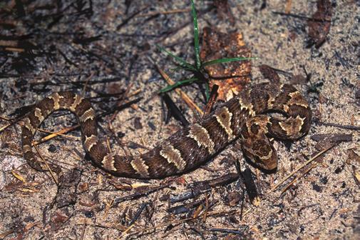 145 Snake assemblage of Itirapina Figure 38. Waglerophis merremii (photo: M. Martins). Figura 38. Waglerophis merremii (foto: M. Martins). Figure 40. Bothrops alternatus. Figura 40.
