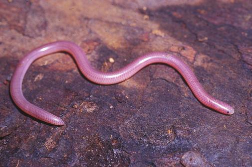 135 Snake assemblage of Itirapina Figure 5. Leptotyphlops koppesi juvenile; photo: O. A. V. Marques. Figura 5. Leptotyphlops koppesi jovem; foto: O. A. V. Marques. Figure 7. Epicrates cenchria.