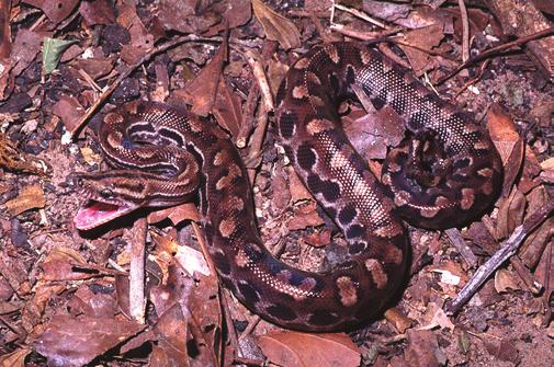 comm.). When disturbed, can gape its mouth (N = 1; Figure 7), bite, coil the tail, and hide the head (N = 1). Colubridae Figure 6. Boa constrictor.