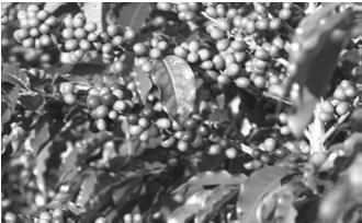 de 1000 sementes referentes a diferentes ordens de umbelas de cenoura (Nascimento, 1991) Data (L1) Produção (kg/ha) Data (L2) Produção (kg/ha) 09/03/81 5.