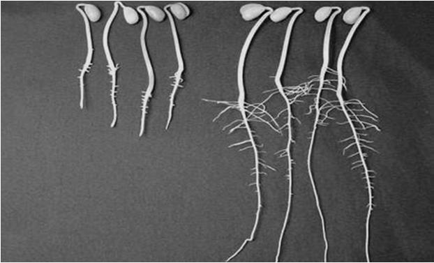 A B A B Comparação de plântulas anormais provenientes do tratamento glifosato (A) com plântulas normais do tratamento testemunha (B). Plântulas produzidas no teste de germinação. Foto: Odair Costa.