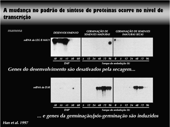 predominar a síntese de enzimas envolvidas processos de hidrólise ( estoque ) Gerenciamento pelo RNA-m síntese mobilização Reversão