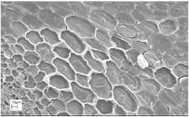 enzimas e proteínas essenciais Perda da turgidez celular, danos a membranas, estrutura de enzimas, proteínas e ácidos