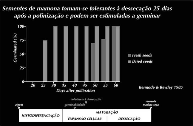 Maxímo Transformações durante a maturação ABA monossacarídeos intensa divisão celular teor de água Intolerante à secagem Tempo ABA oligossacarídeos proteínas LEA teor de água Maturidade Fisiológica