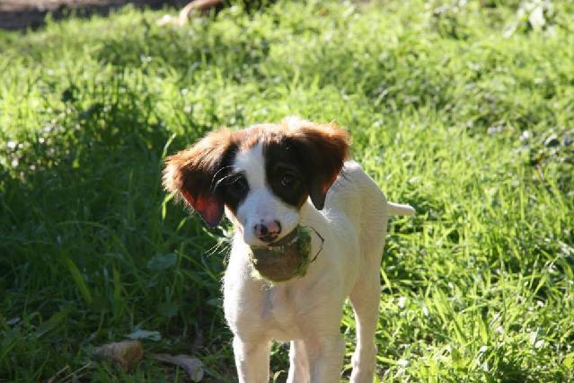 Charlote, Fêmea Cão Rafeiro de porte Médio com 4 anos..ao nosso cuidado há mais de 4 anos. Usar Referência 7954 para mais informação. http://www.portugalzoofilo.net/caes/cao.jsp?