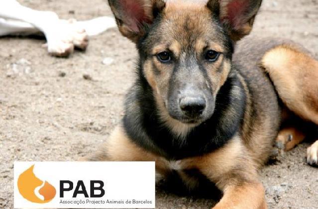 Pokah, Fêmea Cão Rafeiro de porte Médio com 4 anos..ao nosso cuidado há mais Usar Referência 8507 para mais informação. http://www.portugalzoofilo.net/caes/cao.jsp?