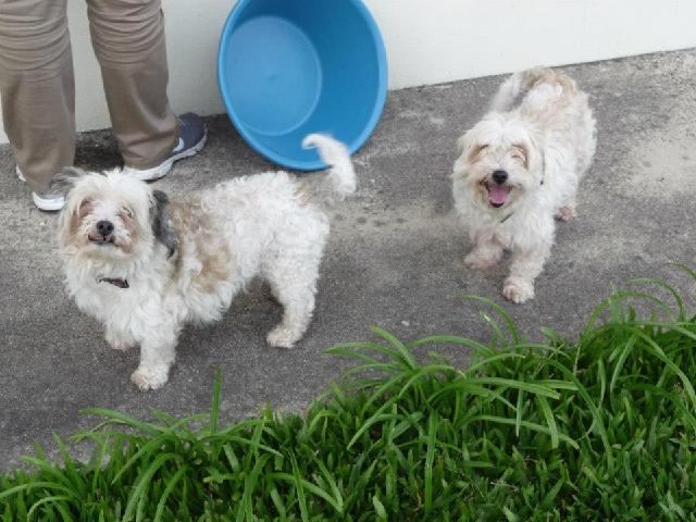 Tito & Tita, Fêmea Cão Rafeiro de porte Pequeno com 9 anos..ao nosso cuidado há mais de 9 anos. Usar Referência 7222 para mais informação. http://www.portugalzoofilo.net/caes/cao.jsp?