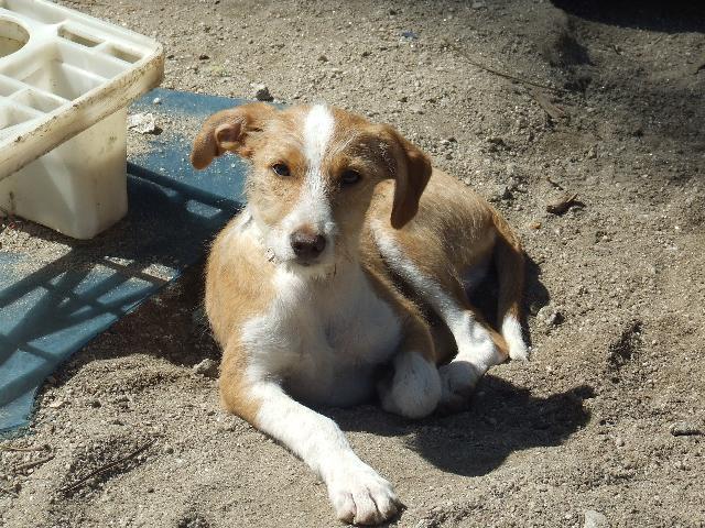 Luke, Macho arraçado(a) de Podengo Pequeno Português de porte Pequeno com 5 anos..ao nosso cuidado há mais de 5 anos. Usar Referência 7211 para mais informação. http://www.portugalzoofilo.