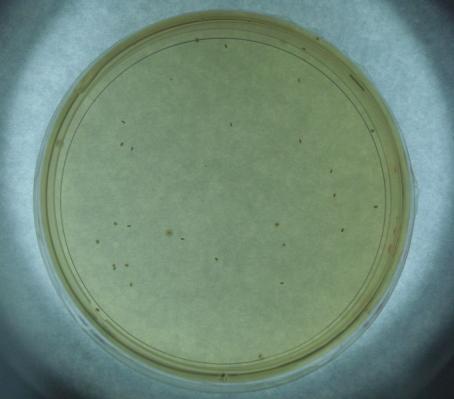 70 crescimento das colônias (UFC) de E. coli em meio sólido TSA para duas diluições diferentes. Figura 3.13. Crescimento das colônias de E.