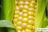 Crescimento (+23%) no milho grão e estabilidade no milho silagem