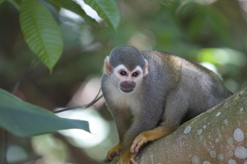 PARLENDAS Meio-dia, Macaco assobia, Panela no fogo, Barriga vazia.