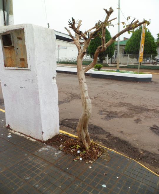 21 Figura 6 Tipos de Sistemas Radiculares encontrados na coleta dos dados.