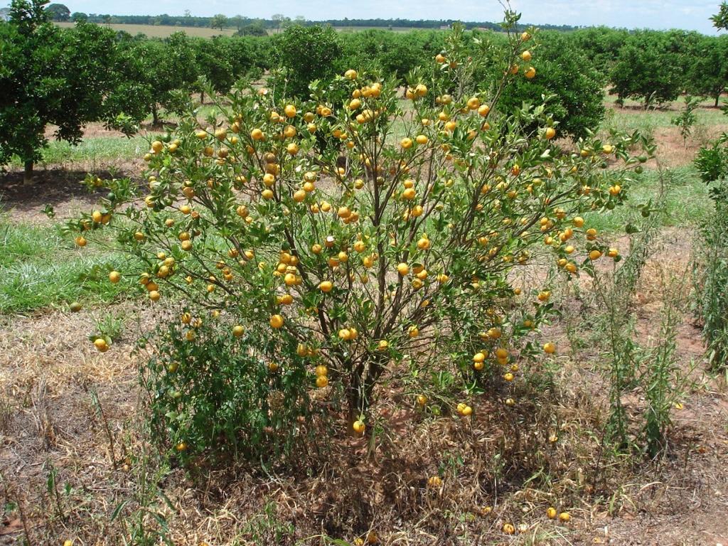 Tentativas de controle da MSC com o uso de interenxerto de Trifoliata ou de Cleópatra foram negativos.