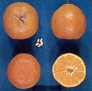 PRINCIPAIS PORTA-ENXERTOS Características agronômicas Caracterização molecular LIMÃO CRAVO (Citrus limonia) Híbrido natural: limão (C. limon) x tangerina (C.