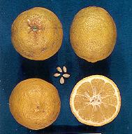 LIMÃO VOLKAMERIANO (Citrus volkameriana) Híbrido limão x laranja azeda