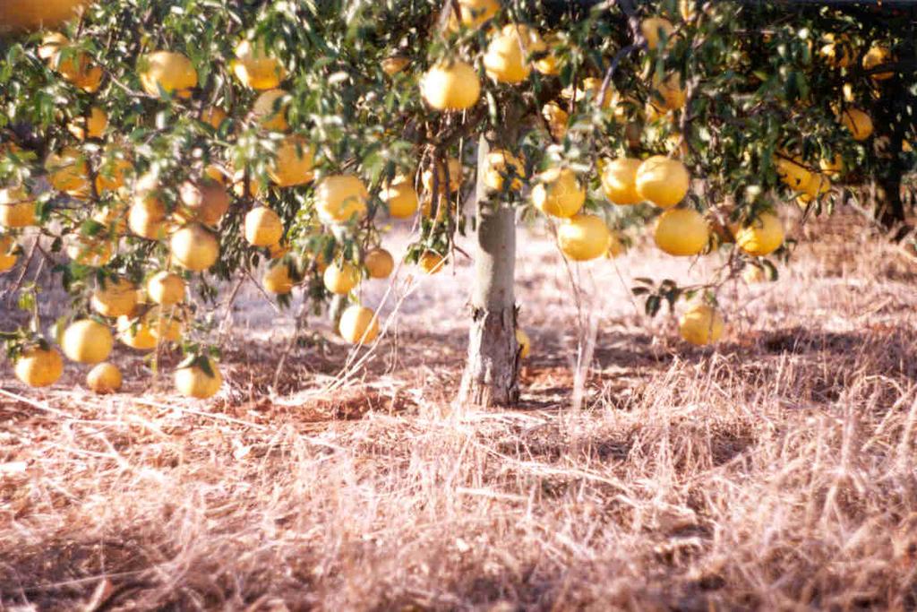 .. 1945- O limão Cravo substitui a laranja Azeda mas seu uso apresenta problemas: as plantas têm