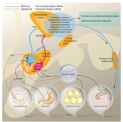 Fisiopatologia e manifestações clínicas da obesidade O tecido adiposo periférico, o trato gastrointestinal e o sistema endócrino enviam sinais que influenciam a atividade do núcleo arqueado do
